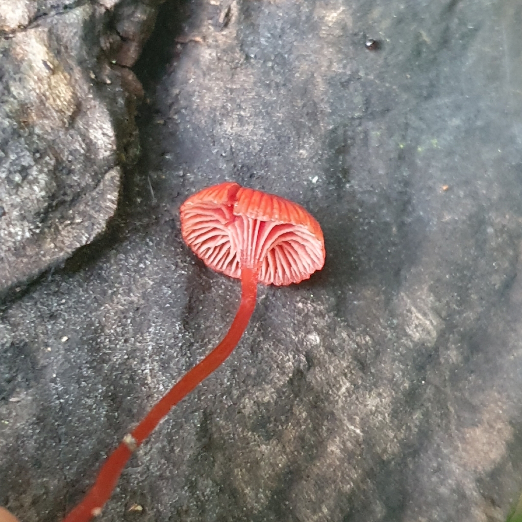 Cruentomycena viscidocruenta · April 2026 · photo: © corli (iNaturalist, cc-by)