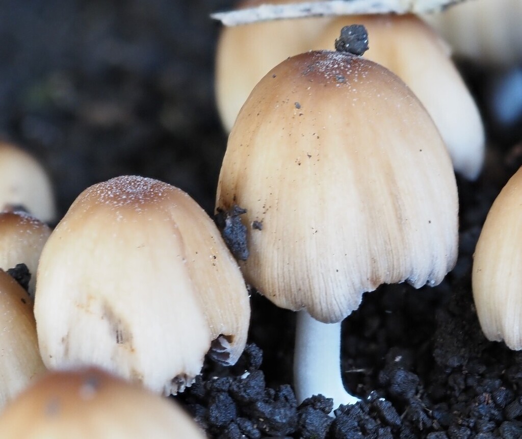 Coprinellus maluri-cyanei · April 2026 · photo: © petaimmaca68 (iNaturalist, cc0)