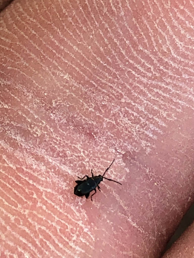 Phyllotreta springeri
