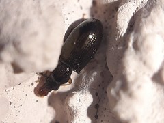 Salpingidae
