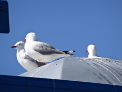 Chroicocephalus novaehollandiae