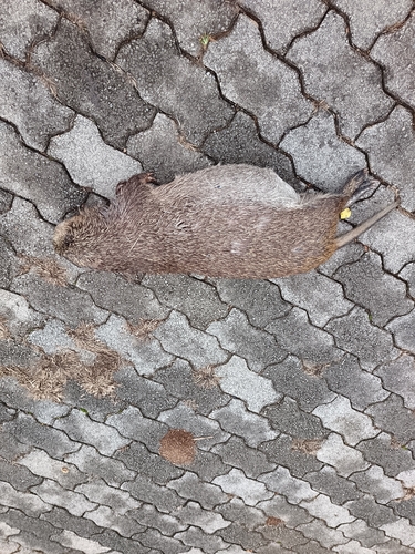 ヨシネズミ