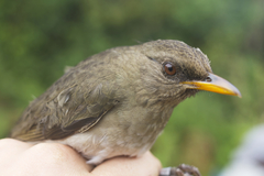Turdus pelios poensis