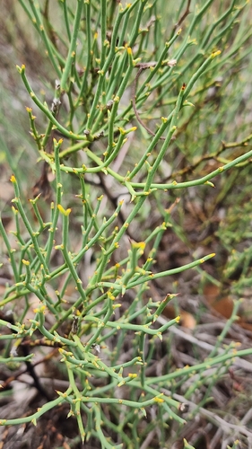 Leafless Bitter-pea