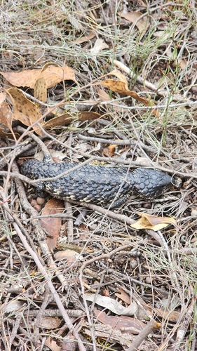 Shingleback