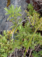 Veronica subalpina, photograph (c) Benjamin Lavin, some rights reserved (CC BY)