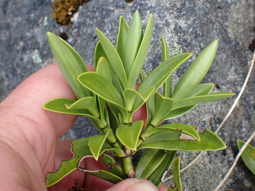 Veronica subalpina, photograph 5