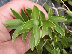 Veronica subalpina, photograph (c) Benjamin Lavin, some rights reserved (CC BY)