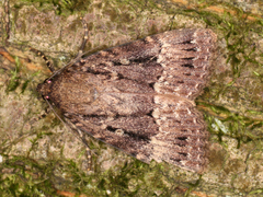 Lepidoptera