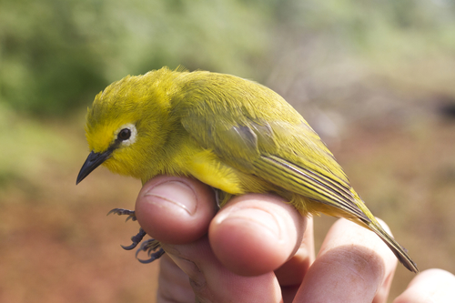 Forest White-eye (Zosterops stenocricotus), photo 2