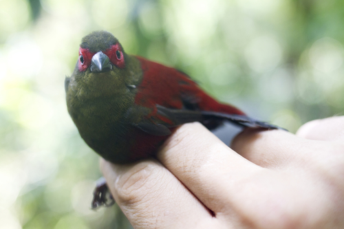 Red-faced Crimsonwing (Cryptospiza reichenovii), photo 6