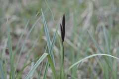 Carex riparia