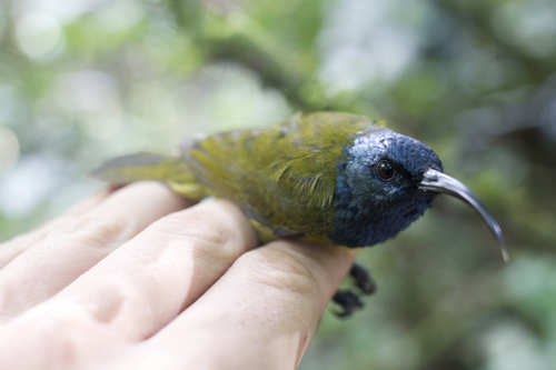 Cameroon Sunbird (Cyanomitra oritis), photo 8