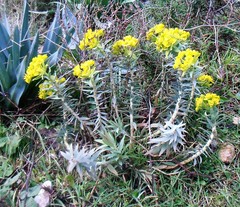 Euphorbia rigida