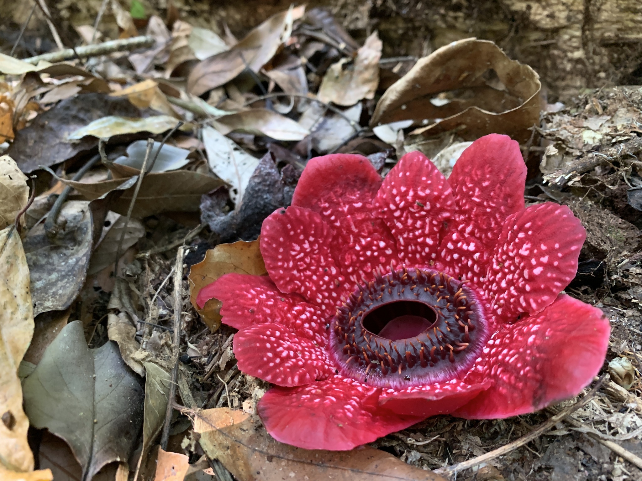 Sapria himalayana — ảnh 3