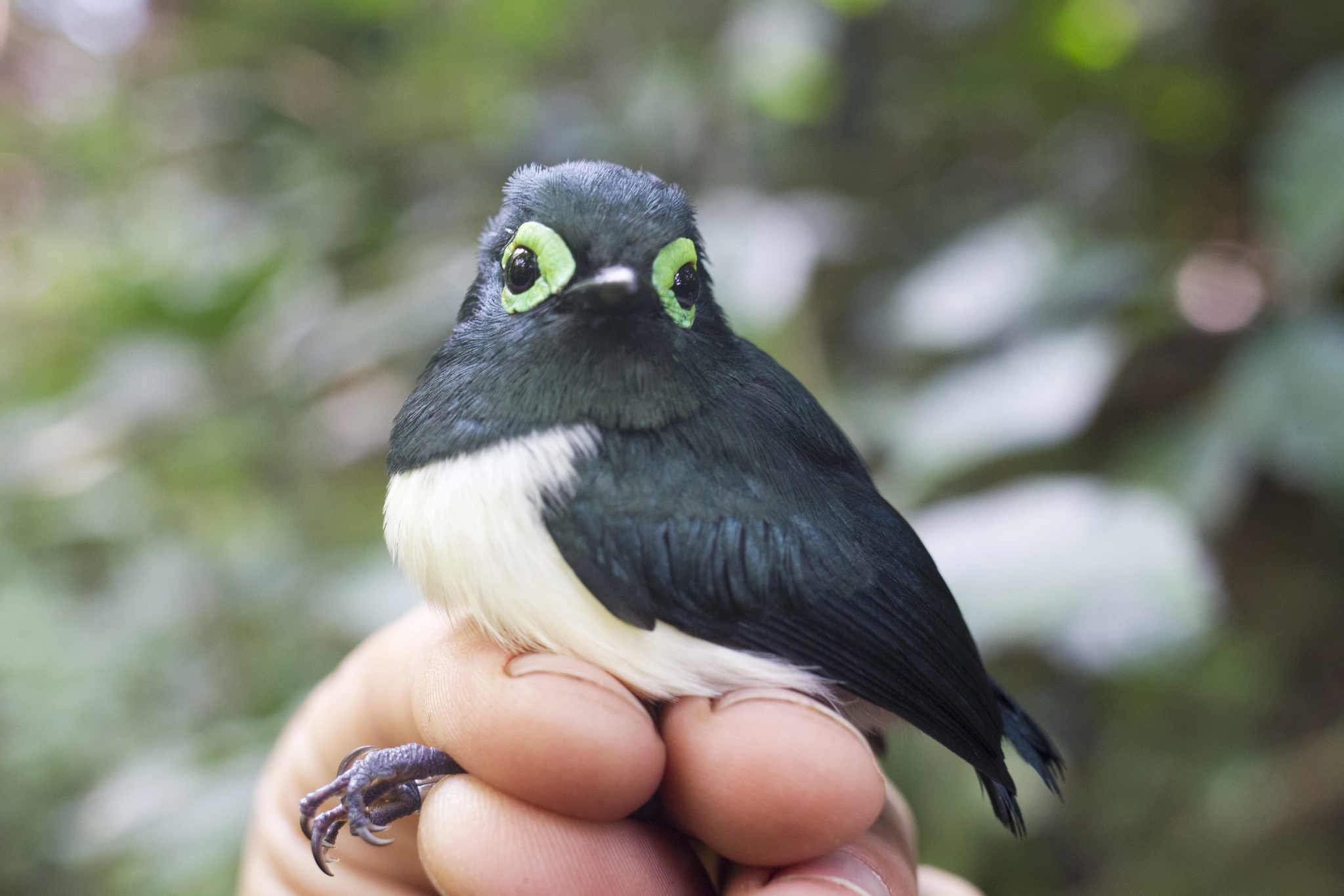 Black-necked Wattle-eye (Platysteira chalybea), photo 1