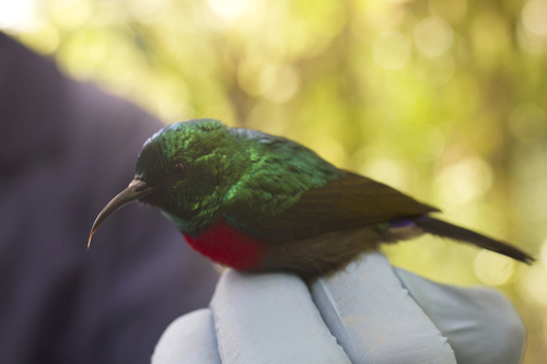 Tiny Sunbird (Cinnyris minullus), photo 4