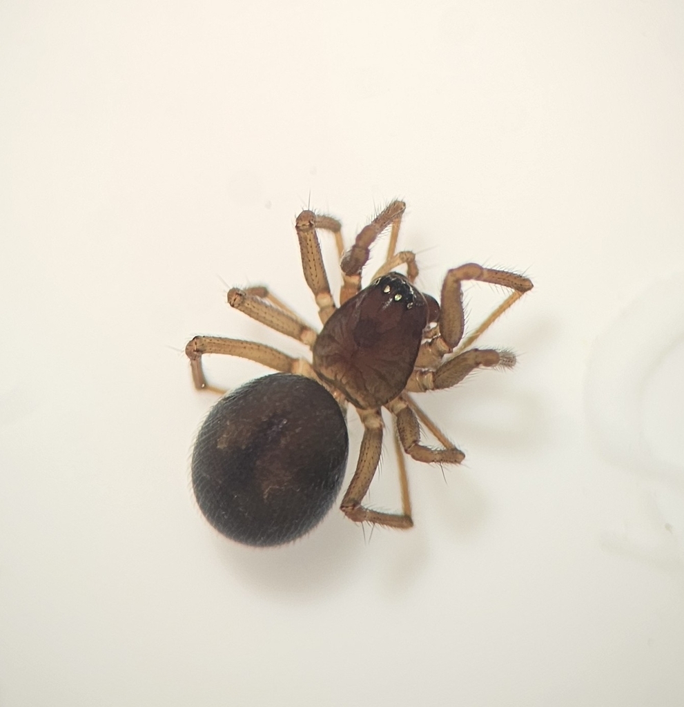 Autumn Money Spider