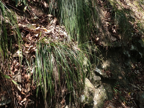 Carex makinoensis iNat (3)