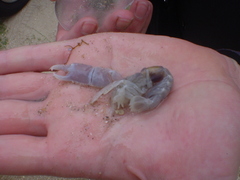 Gilvossius tyrrhenus