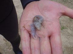 Gilvossius tyrrhenus