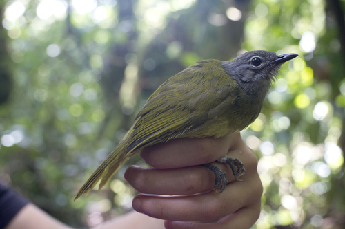 Western Mountain Greenbul (Arizelocichla tephrolaema), photo 5