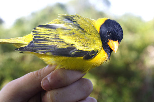 Oriole Finch (Linurgus olivaceus), photo 9
