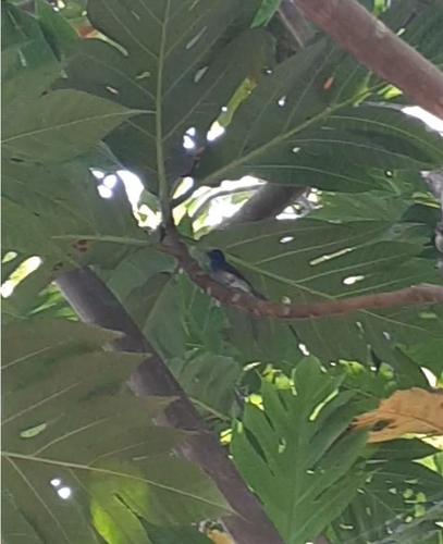 Black-naped Monarch