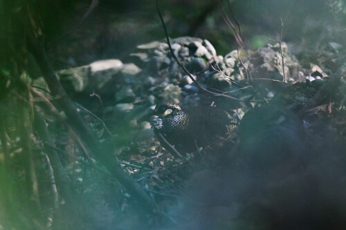 Arborophila crudigularis, 2026-04-12