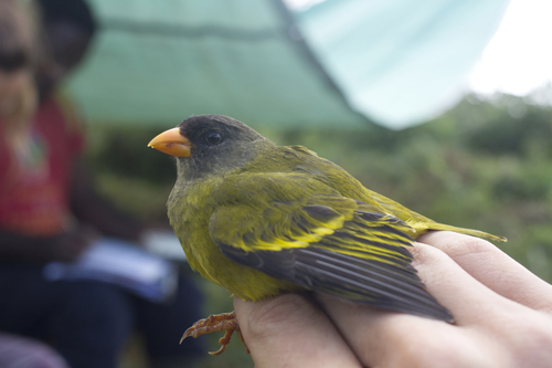 Oriole Finch (Linurgus olivaceus), photo 10