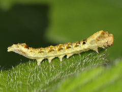 Lepidoptera