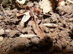 Charpentieria dyodon