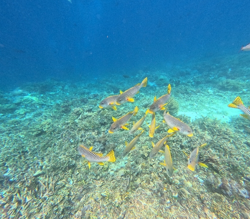 Plectorhinchus lineatus