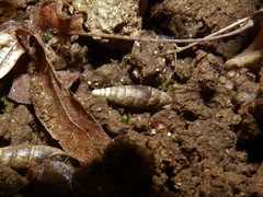 Charpentieria dyodon
