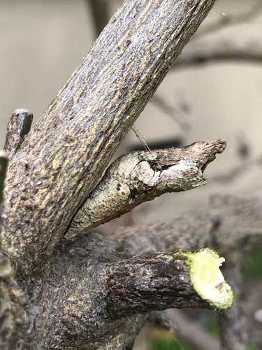 Western Giant Swallowtail