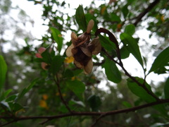 Dodonaea viscosa spatulata