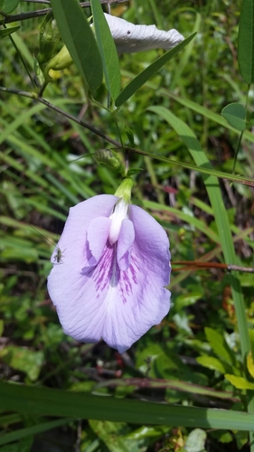 Atlantic pigeonwings (Clitoria mariana)