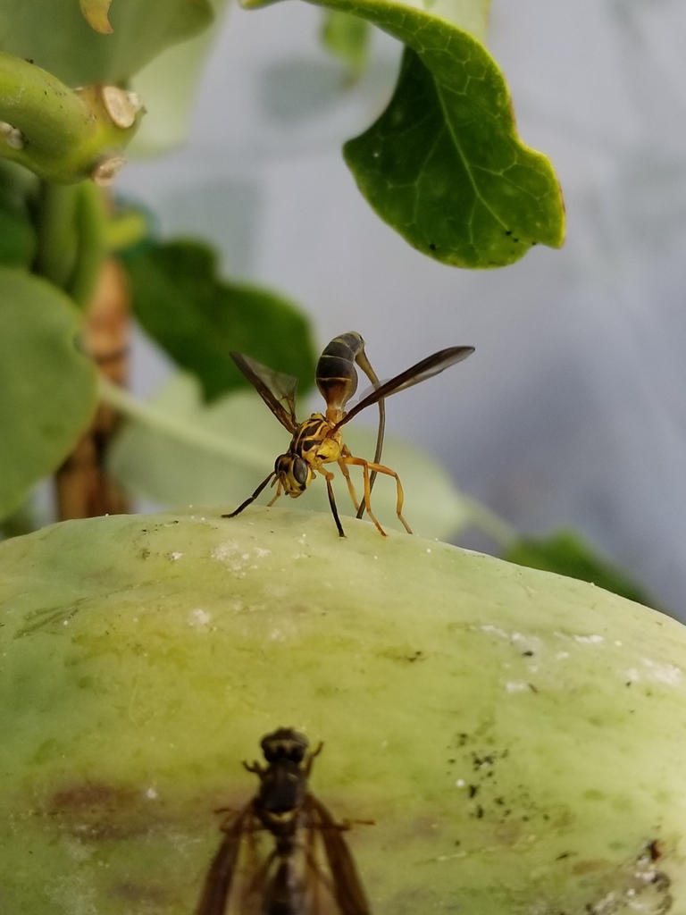Anastrepha nigrotaenia