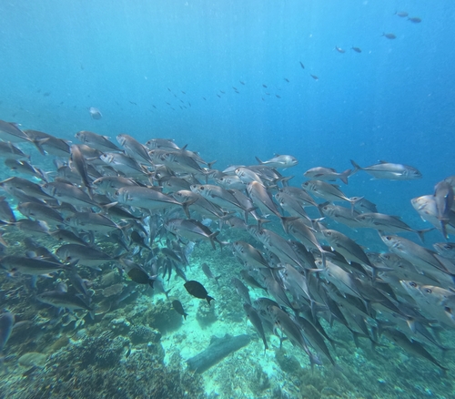 Caranx sexfasciatus