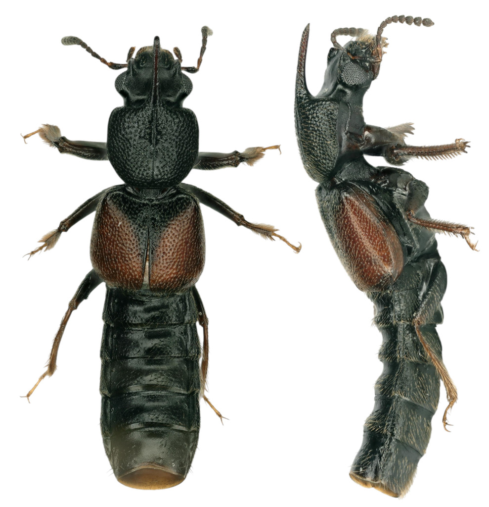 Bledius graellsii