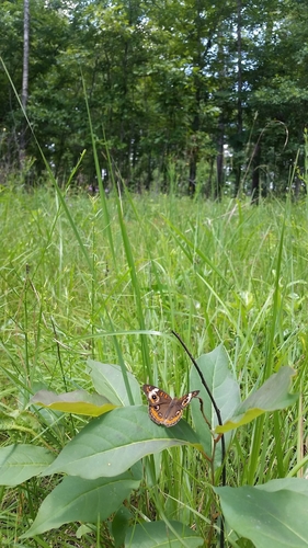 Common Buckeye