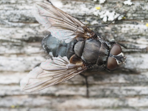 Vagabund Clusterfly