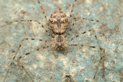 Hypochilus bernardino