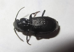 Pterostichus punctatissimus