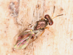 Chalcidoidea