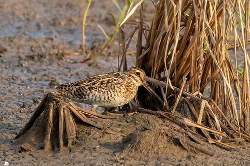 Pin-tailed Snipe (Gallinago stenura), photo 2