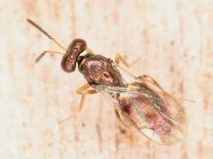 Chalcidoidea
