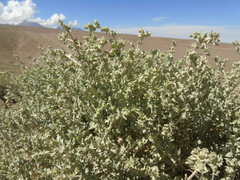 Atriplex atacamensis