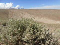 Atriplex atacamensis