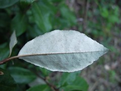 Elaeagnus × ebbingei